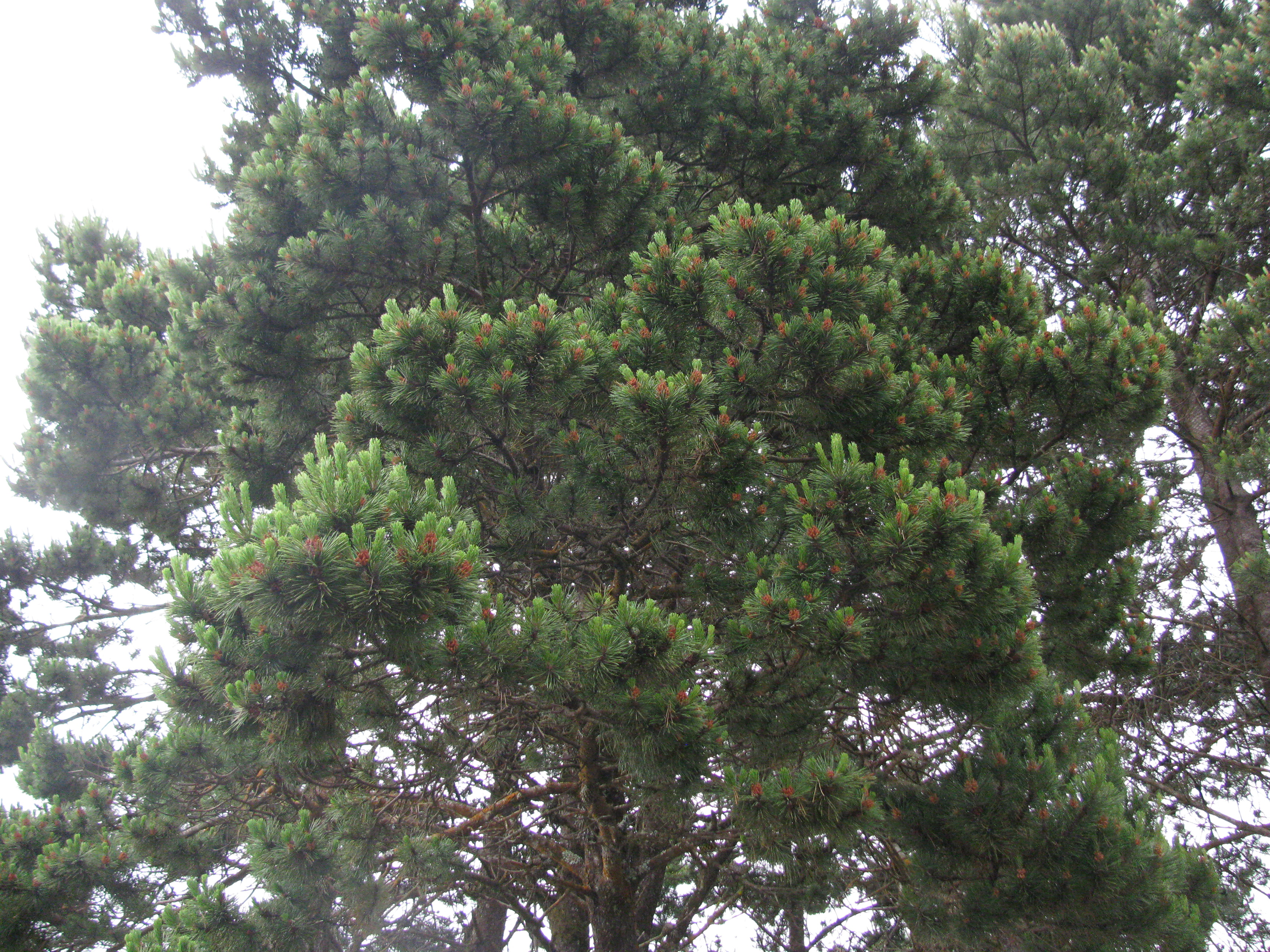 Tree out Front