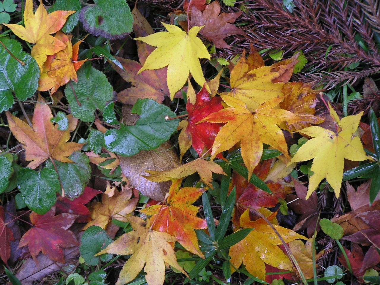 Fall Leaves
