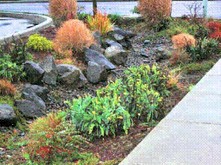 Bioswale at Dutch Brothers