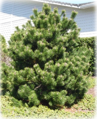 Topped and Pruned Shore Pine