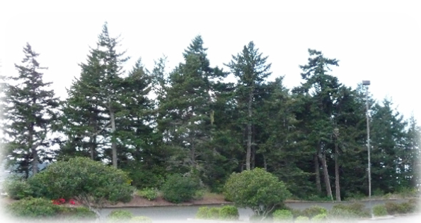 Preserved Vegetation Serving as Windbreak