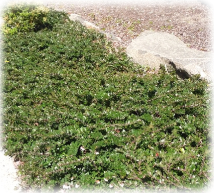 Kinnikinnik ground cover