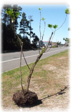 Transplanted Rhododendron