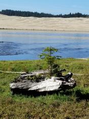 The Little Tree on the bank of the Siuslaw River