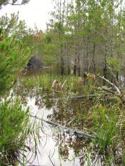 Munsel Creek Greenway