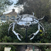 Titus - Dungeness Crab by Jud Turner