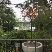 Copper Leaf Tree 